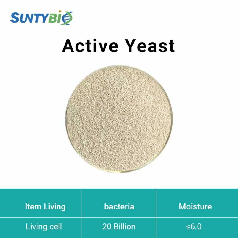  Active Yeast(Saccharomyces cerevisiae)