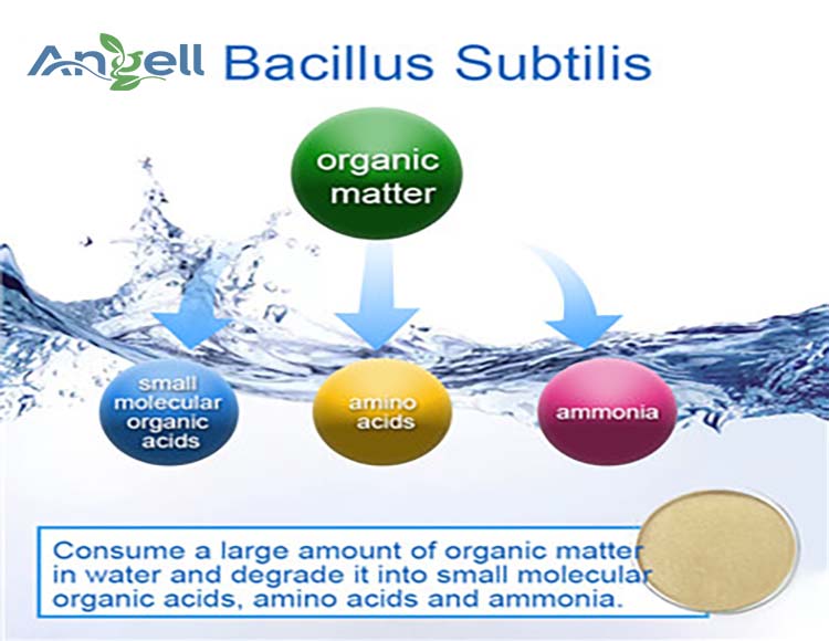  Bacillus Probiotics Bacillus subtilis is a microorganism for animal gut health